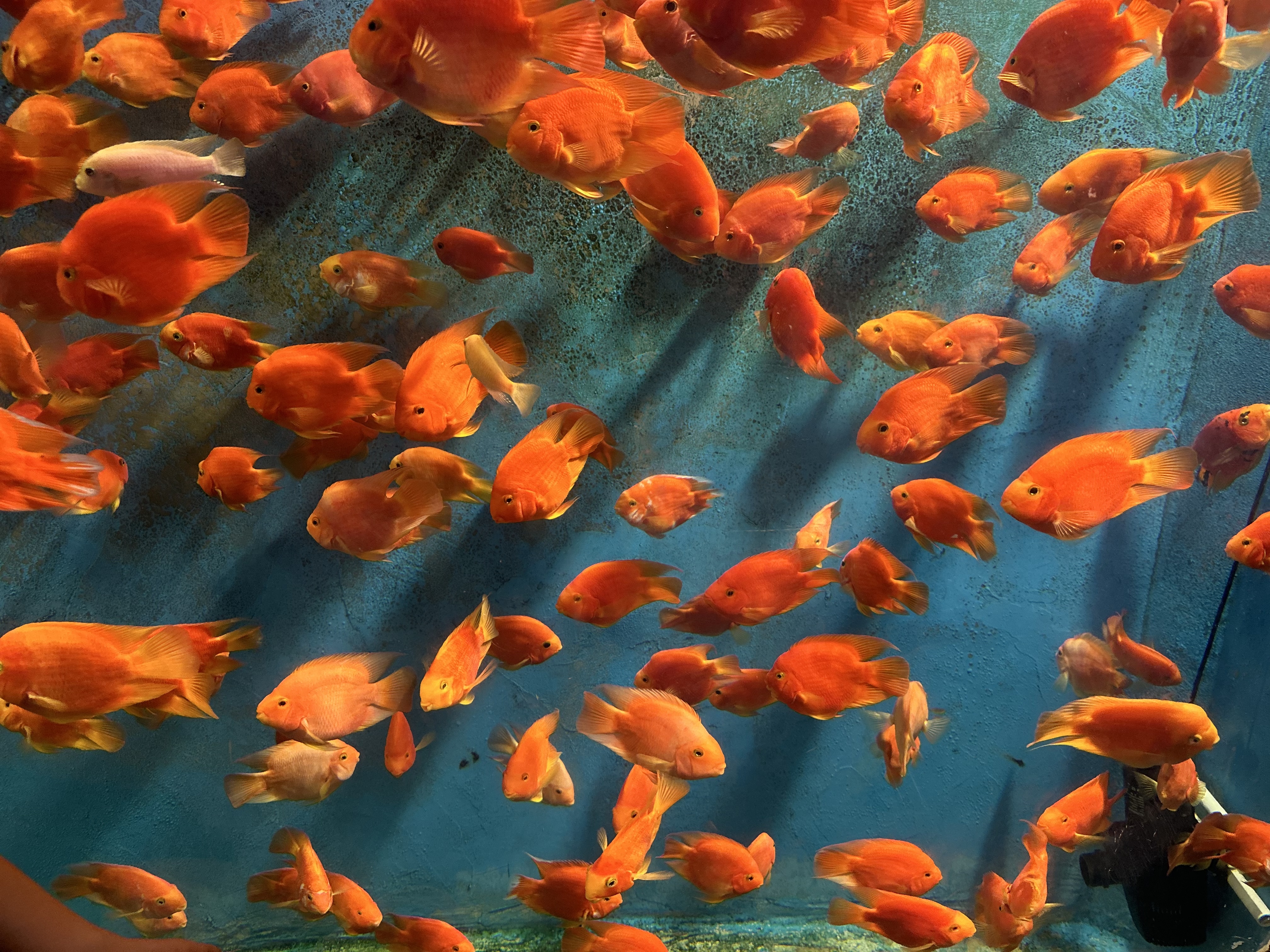 小型水族馆